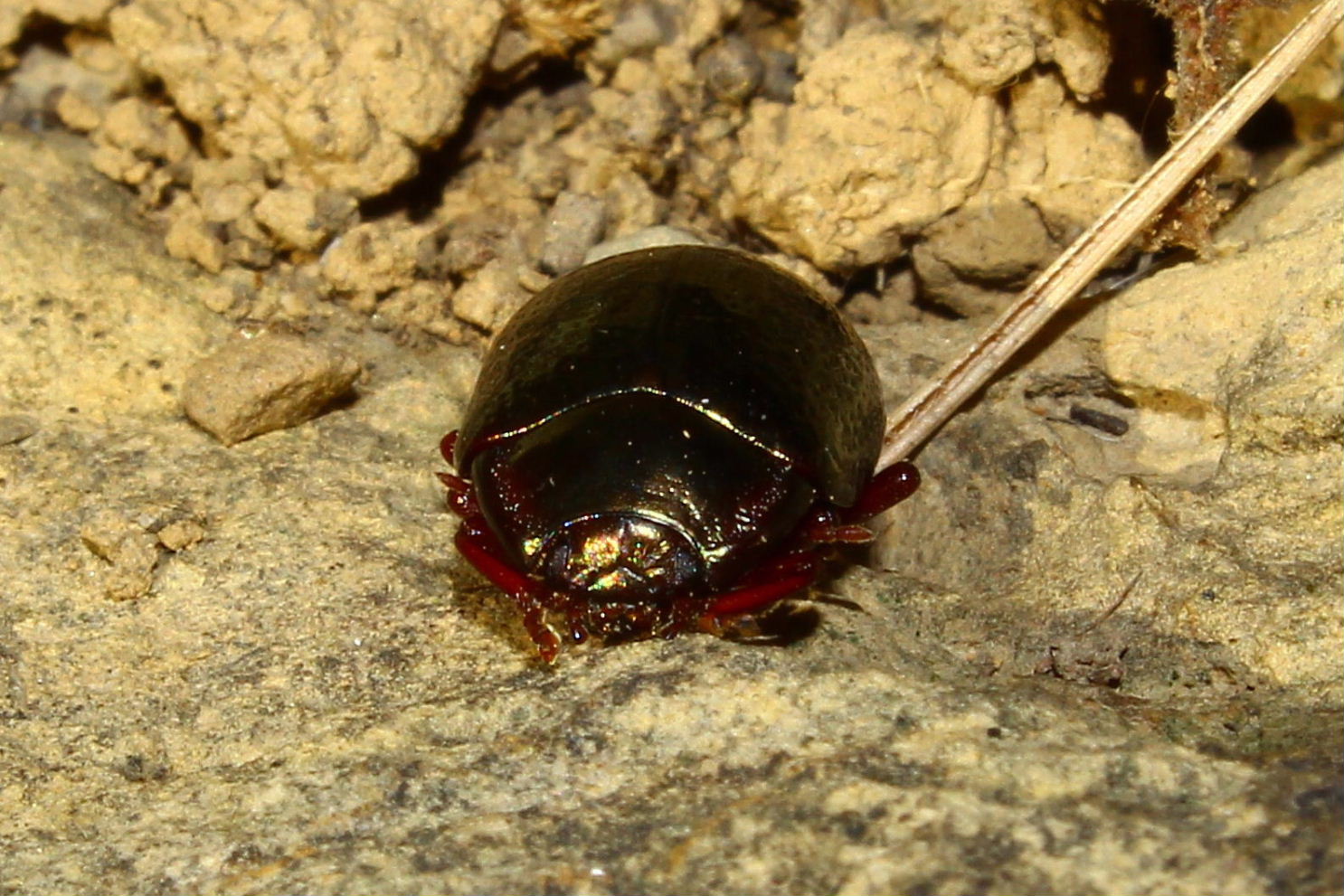 Coleoptera da determinare-7: Chrysolina bankii